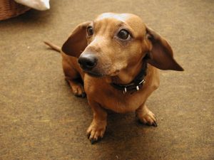 Read more about the article Leaving Your Dachshund Alone: Ultimate Independence or Doxie’s Anxiety