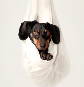 Read more about the article Meet The Stunning Dachshund Dog Breed