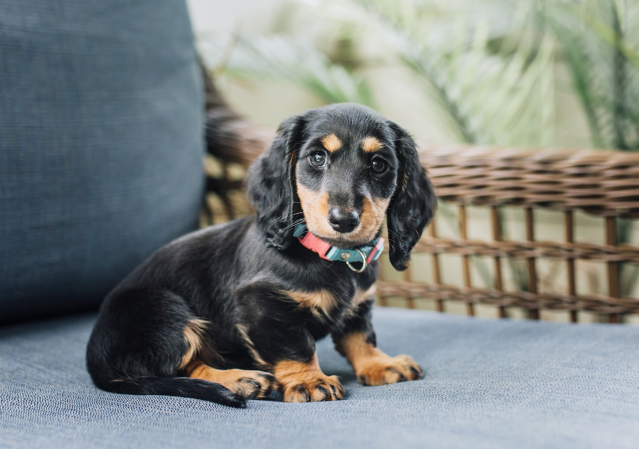 Read more about the article Enchanting Dachshund Puppy: Amazing Personality And Cutest Appearance Ever