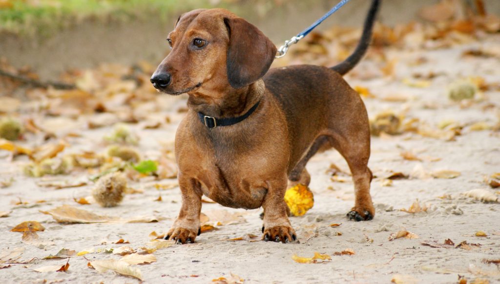 Are Dachshunds Outside Dogs