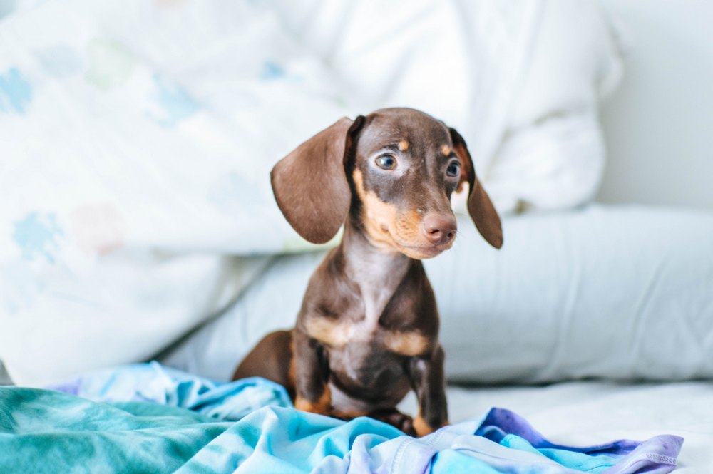 Read more about the article Conquer Excessive Barking: Discover the Truth About Dachshunds and Take Control