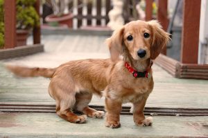 Read more about the article Unveiling the Charm and Elegance of English Cream Dachshunds: A Comprehensive Guide