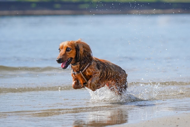 do dachshunds like water
