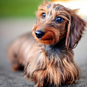 Read more about the article Wire Haired Dachshunds: The Adventure Junkies of the Dog World