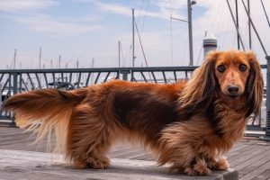 Read more about the article Unleash the Charisma: Long-Haired Dachshunds Steal the Spotlight