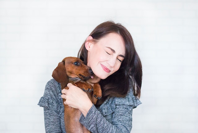 Read more about the article How Not to Hold a Dachshund?