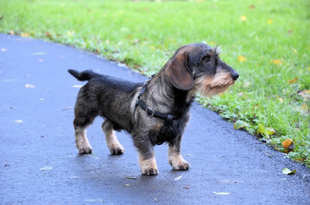 wire haired dachshunds