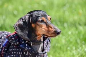 Read more about the article Dachshund Names: From Popular to Unique – The Ultimate Naming Guide