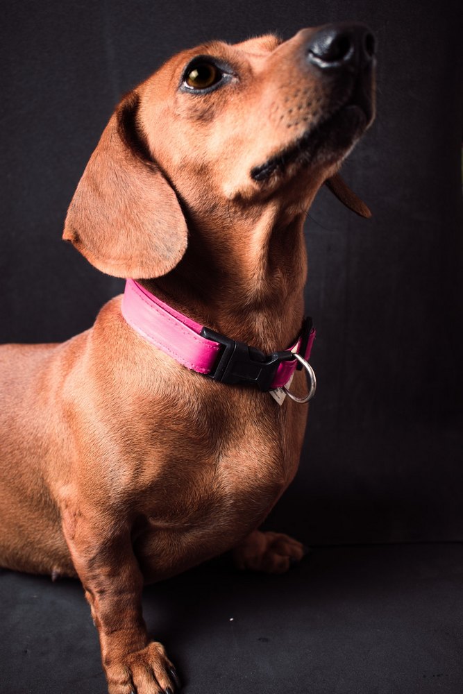 National Dachshund Day Celebrating the Charming Wiener Dogs