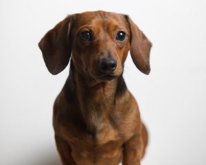 Read more about the article Why Dachshunds Are Not the Easiest Dogs to Take Care Of