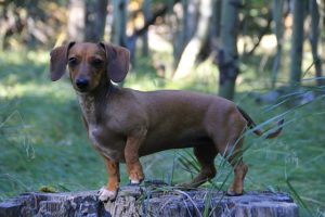 Read more about the article Can Dachshunds Walk a Lot?
