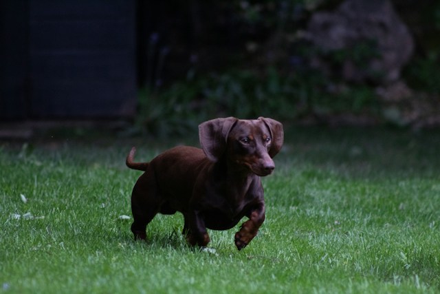 are dachshunds smart