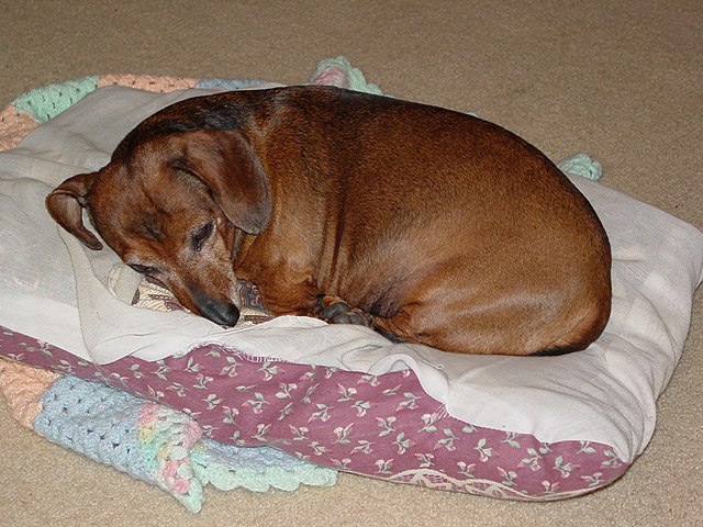 Read more about the article Fat Dachshund: Risks and Solutions for Your Chubby Companion