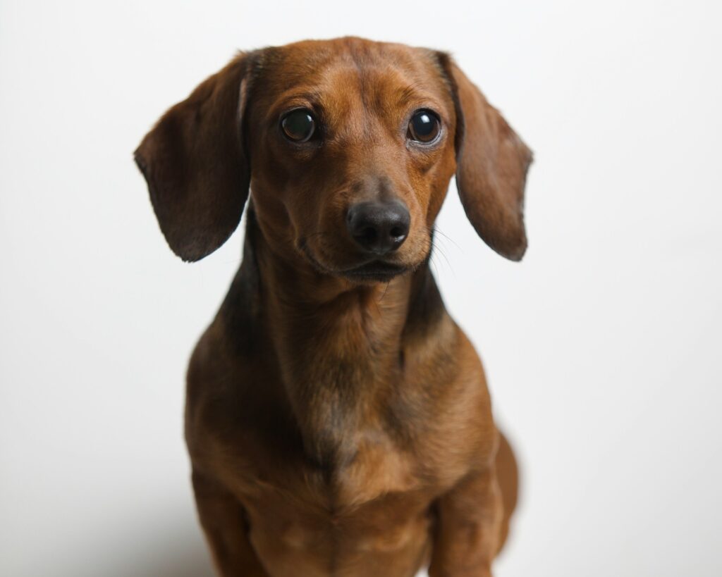 Are dachshunds smart