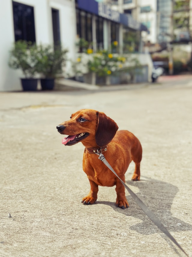 are dachshunds smart