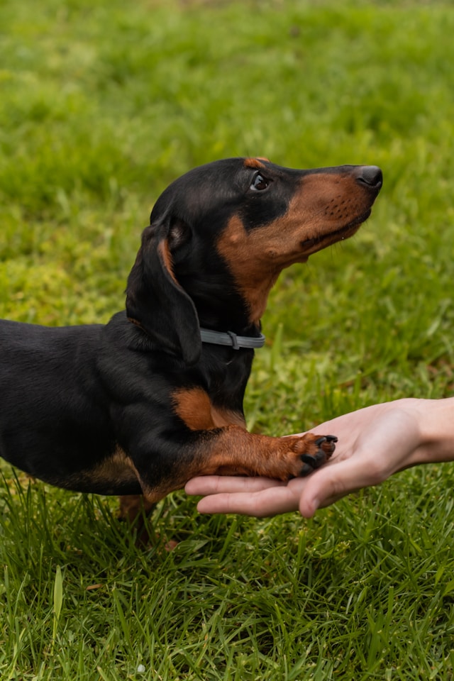 are dachshunds smart